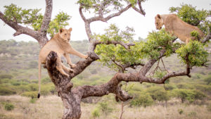 Rhino Sands Safari Camp Last Minute Special Game Viewing