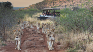 Tuningi Safari Lodge Last Minute Special Game Viewing