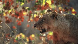 Dulini Leadwood Last Minute Specials Lioness