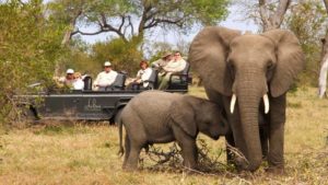 Dulini Leadwood Last Minute Specials Elephant