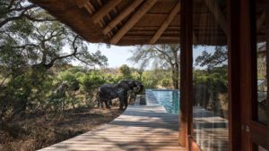 Dulini Leadwood Last Minute Specials Elephant In Camp