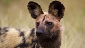 Dulini River Lodge Last Minute Specials Wild Dogs