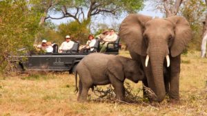 Dulini River Lodge Last Minute Specials Game Viewing