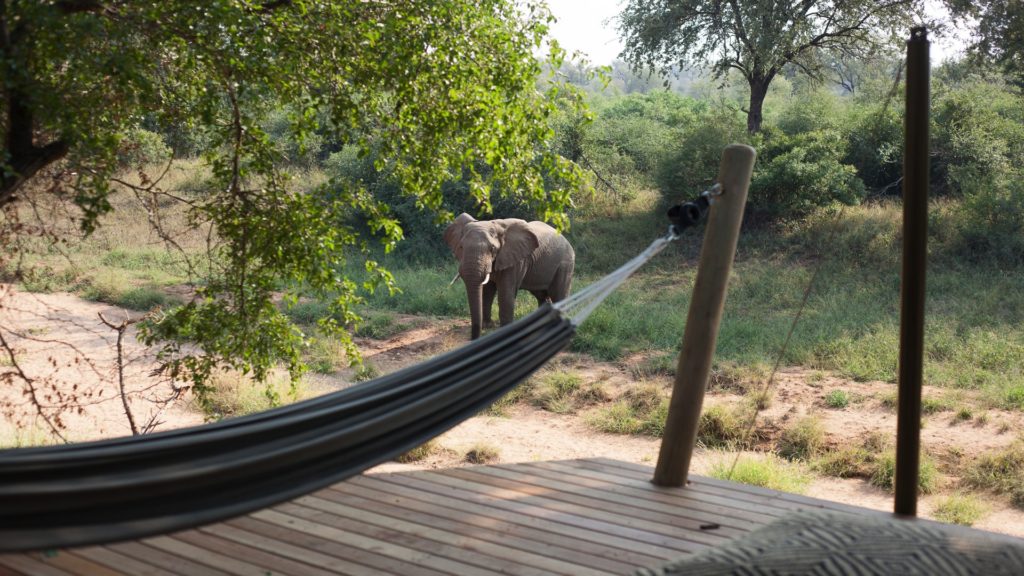 Garonga Safari Camp Last Minute Specials hammock and elephant