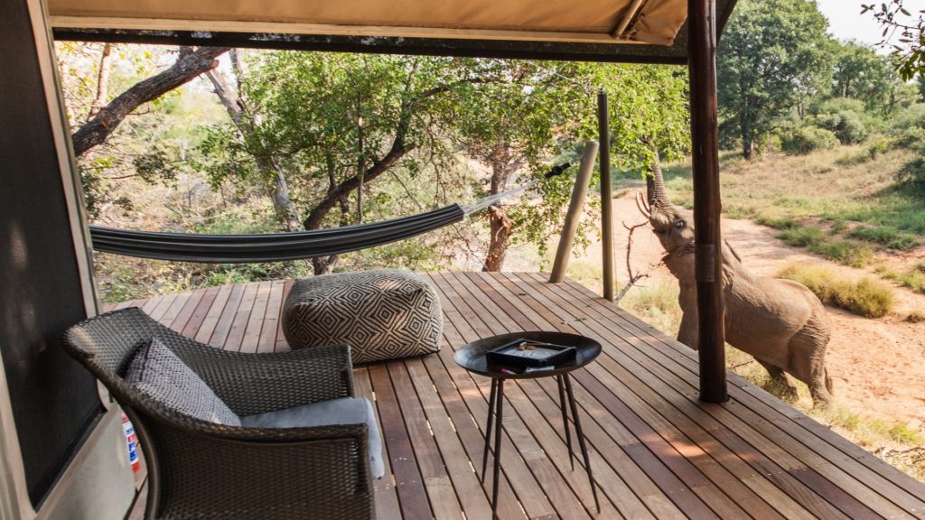 Garonga Safari Camp Last Minute Specials elephant outside luxury tent