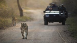 Kapama Buffalo Camp Last Minute Specials lion