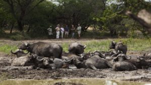 Kapama Karula Last Minute Specials buffalo