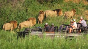 Lion Sands Narina Game Drives