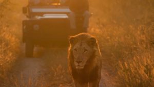 Lion Sands Narina Game Viewing for Less