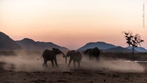 Motswiri Private Safari Lodge Last Minute Specials game viewing