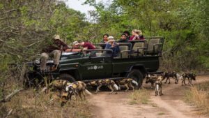 Sabi Sabi Earth Lodge Last Minute Specials wild dogs
