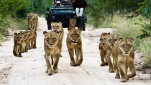 Sabi Sabi Earth Lodge Last Minute Specials lions