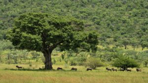 Makweti Safari Lodge Last Minute Specials welgevonden game viewing