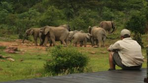 Makweti Safari Lodge Last Minute Specials elephants at waterhole