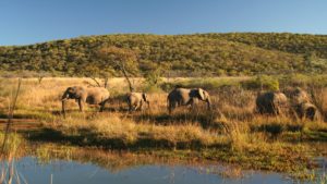 Makweti Safari Lodge Last Minute Specials Big 5 Game Viewing