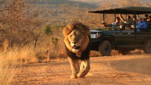 Makweti Safari Lodge Last Minute Specials lion sighting
