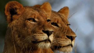 Leopard Hills Private Game Lodge Last Minute Specials lions