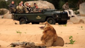 Savanna Lodge Last Minute Specials Lion Sighting