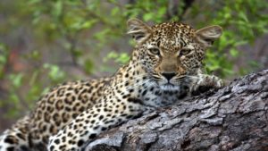 Savanna Lodge Last Minute Specials leopard