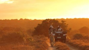 Kwandwe Great Fish River Lodge Last Minute Specials game drives