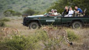 Kwandwe Great Fish River Lodge Last Minute Specials cheetah
