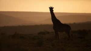 Kwandwe Great Fish River Lodge Last Minute Specials giraffe