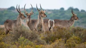 Shamwari Bayethe Tented Camp Your Perfect Africa Eastern Cape Specials