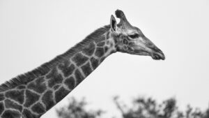 Shamwari Eagles Crag Your Perfect Africa Eastern Cape Specials