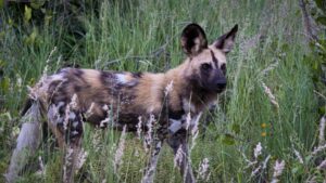 Simbavati Waterside Your Perfect Africa Klaserie Greater Kruger Specials