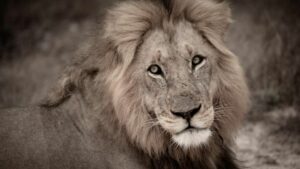 Simbavati Waterside Your Perfect Africa Klaserie Greater Kruger Specials
