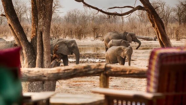 elephant-pan-botswana-bush-escapes (6)